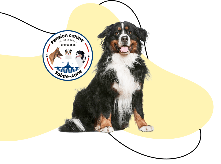 pensin canine sainte anne pension canine plouguerneau
