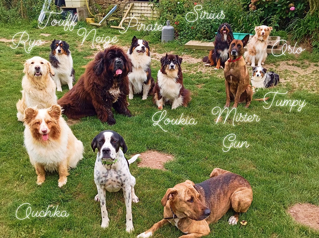 pensin canine sainte anne pension canine plouguerneau