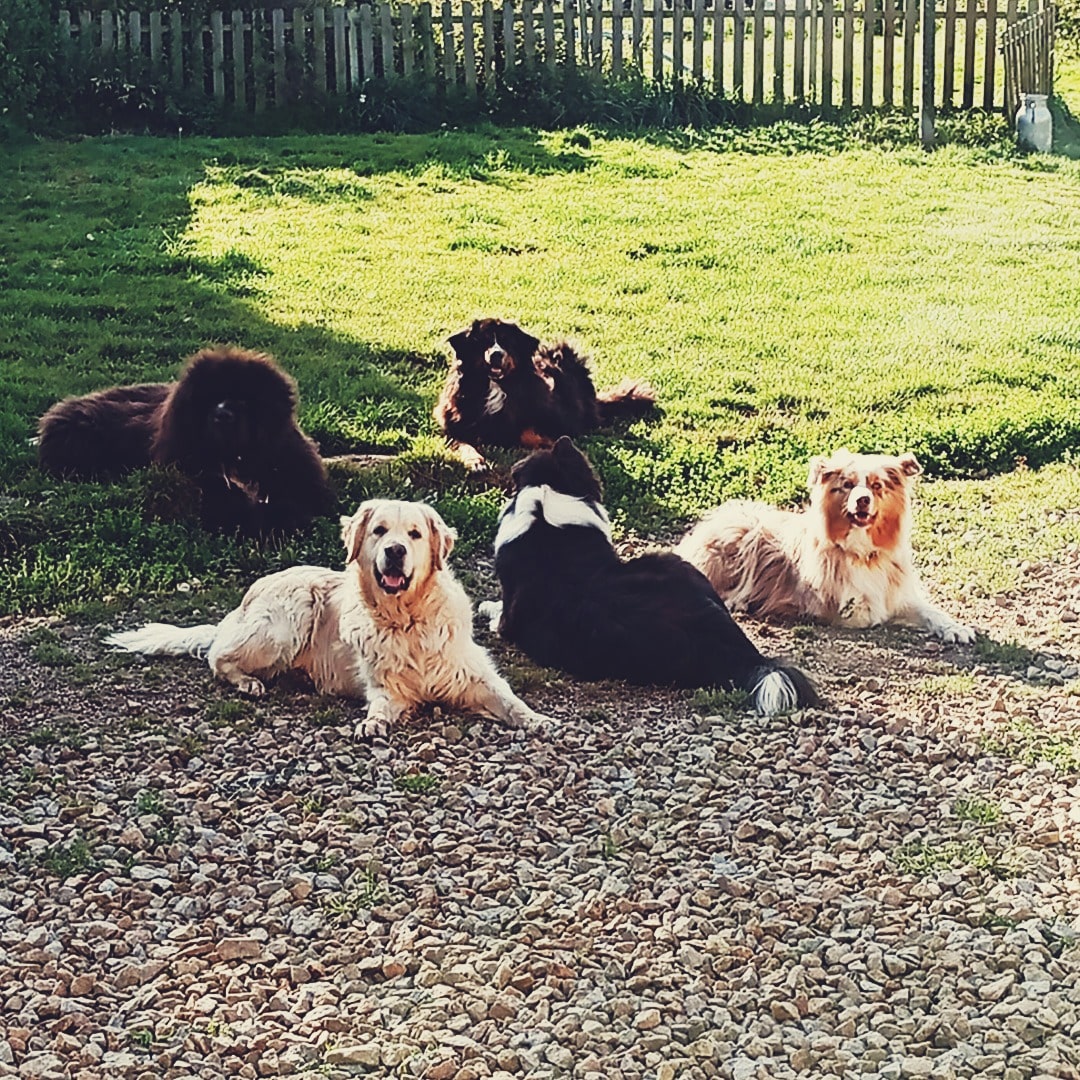 pension canine sainte anne