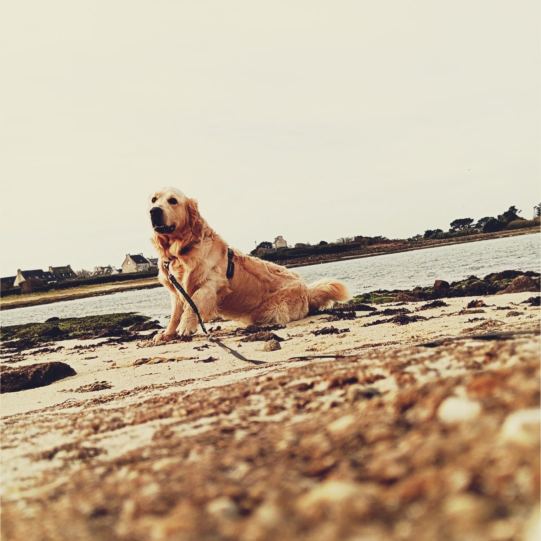 pension canine sainte anne
