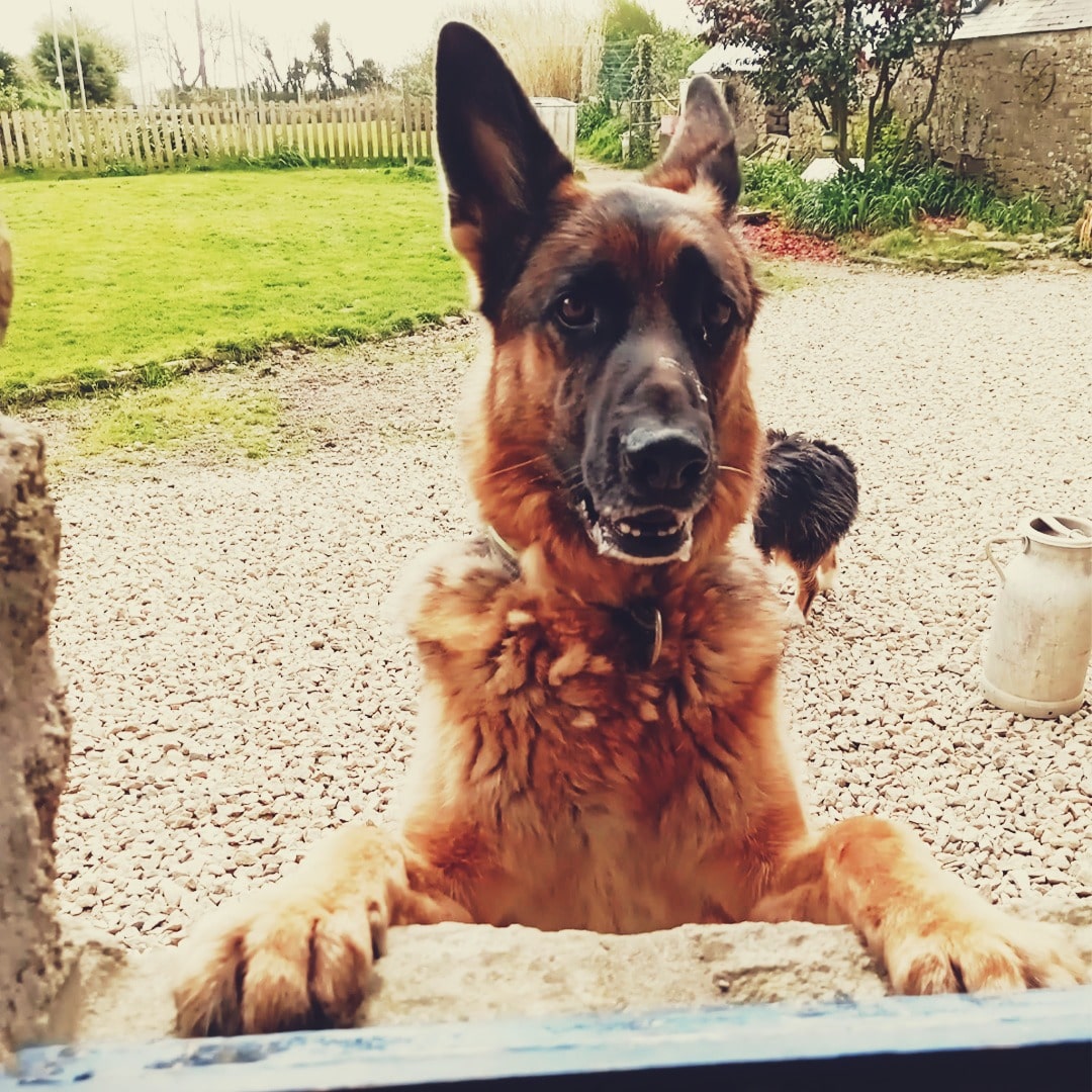 pension canine sainte anne