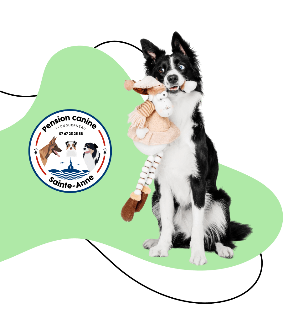 garderie canine plouguerneau