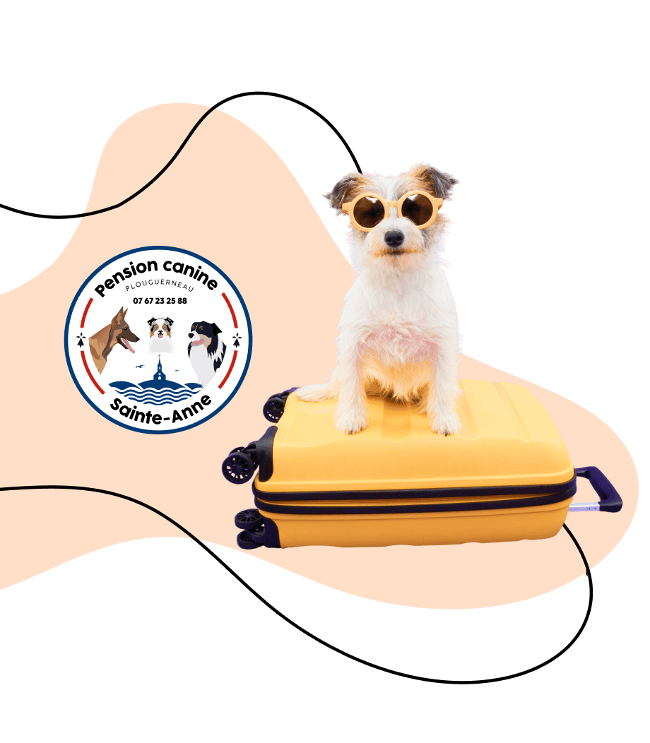 pension canine familiale finistere