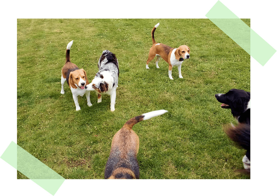 garderie canine plouguerneau