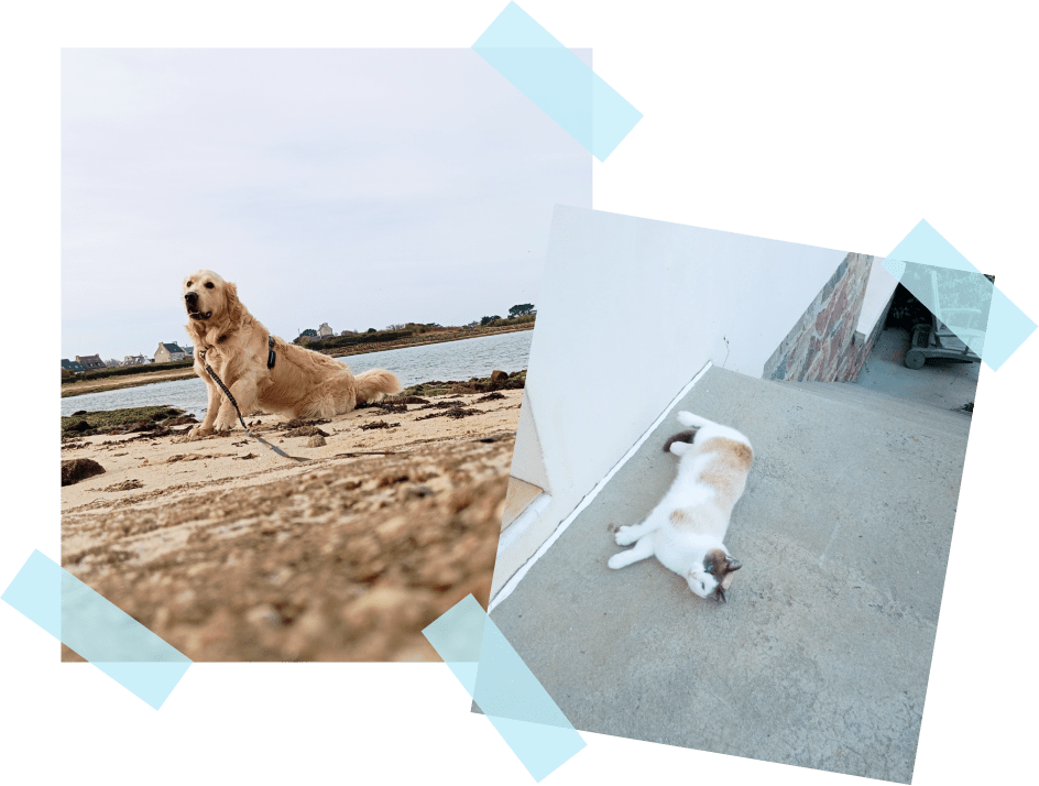 visite domicile pet sitter plouguerneau
