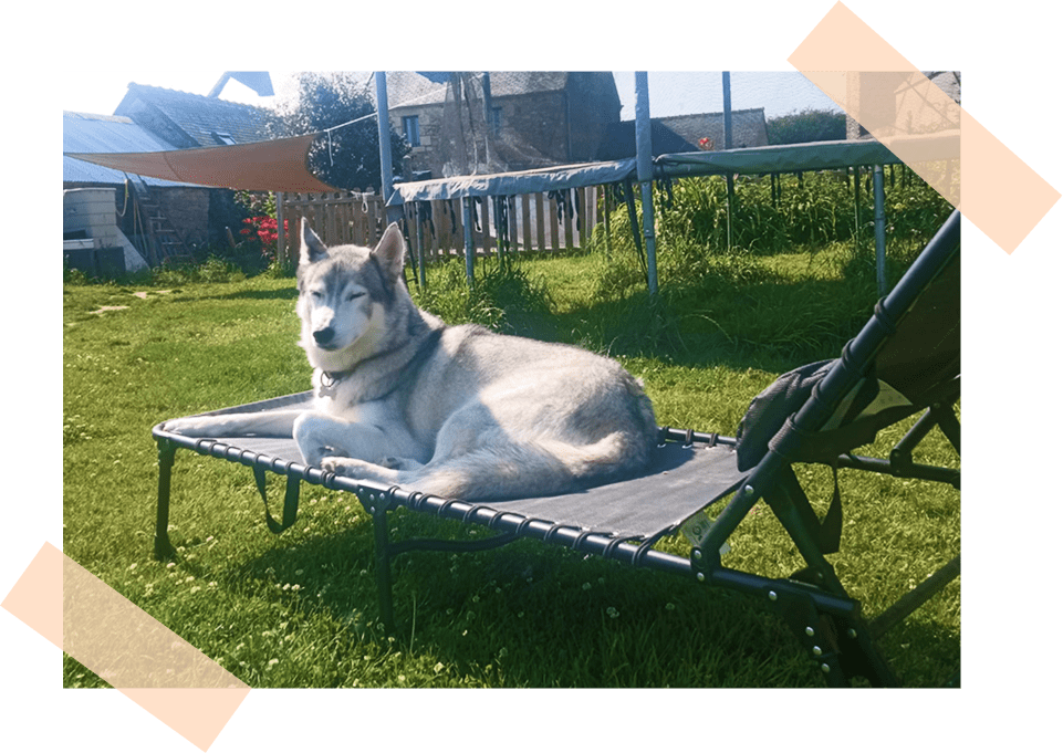 garderie canine plouguerneau