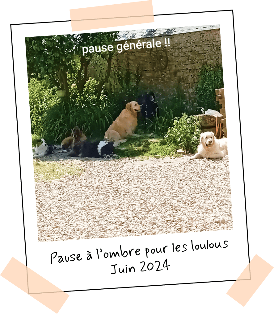 pension canine familiale plouguerneau