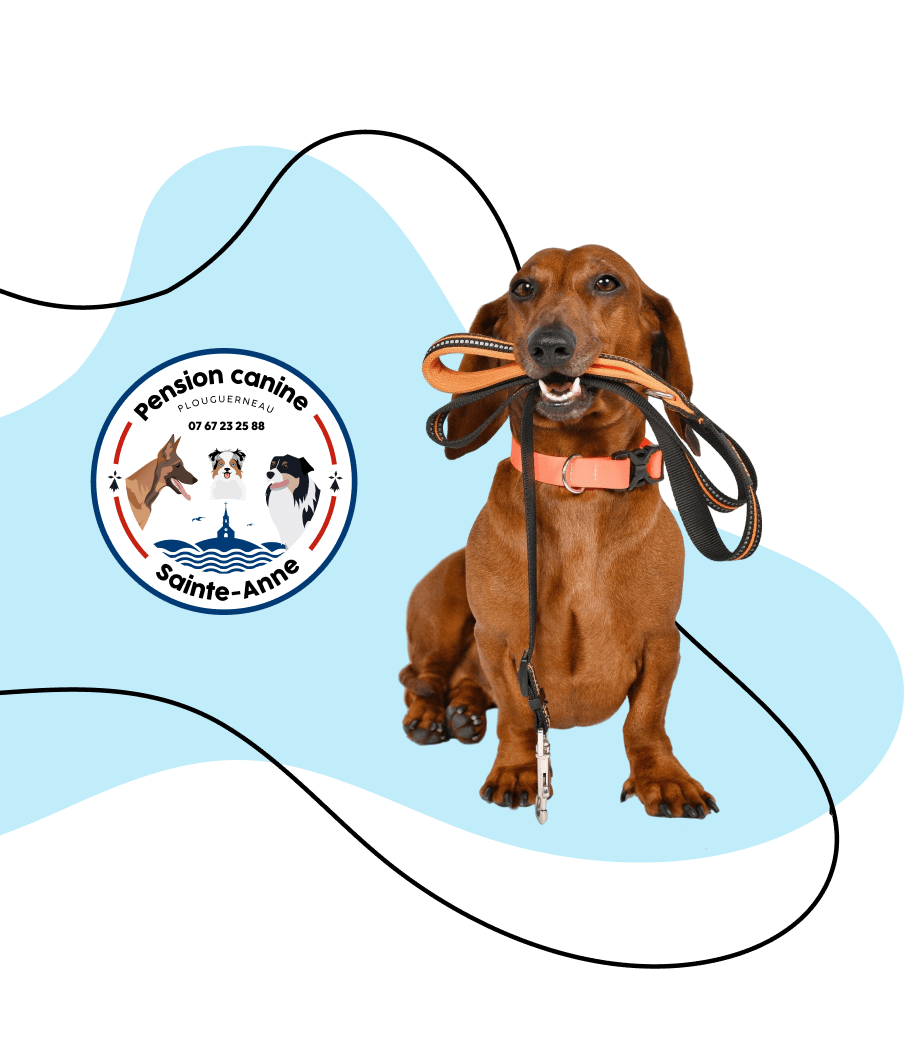 visite domicile pet sitter plouguerneau
